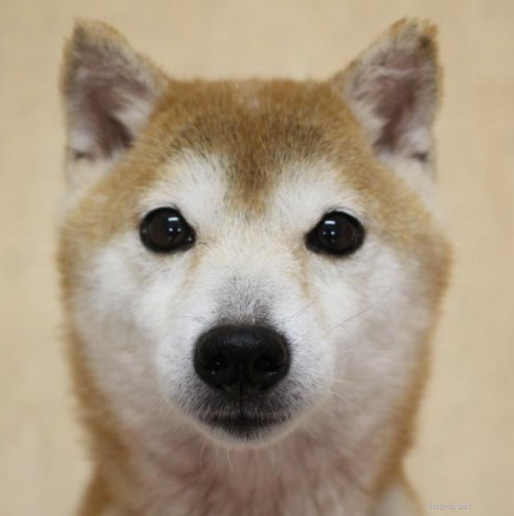 犬の里親募集】千葉県・柴犬・節（せつ）ちゃん 推定6才 女の子 ※豆し