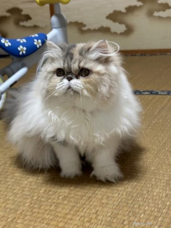 猫の里親募集】千葉県・エキゾチックロングヘア・遊ぶの大好き甘えん坊