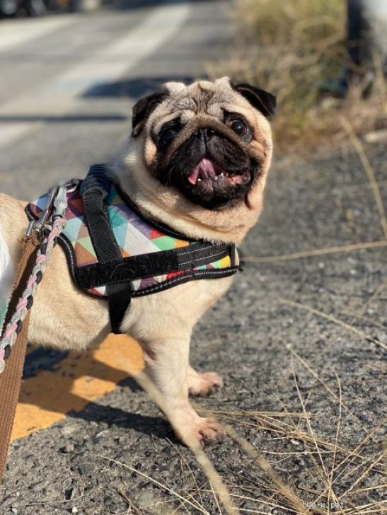 犬の里親募集】奈良県・パグ・超甘えた陽気なパグちゃん（ID:2311