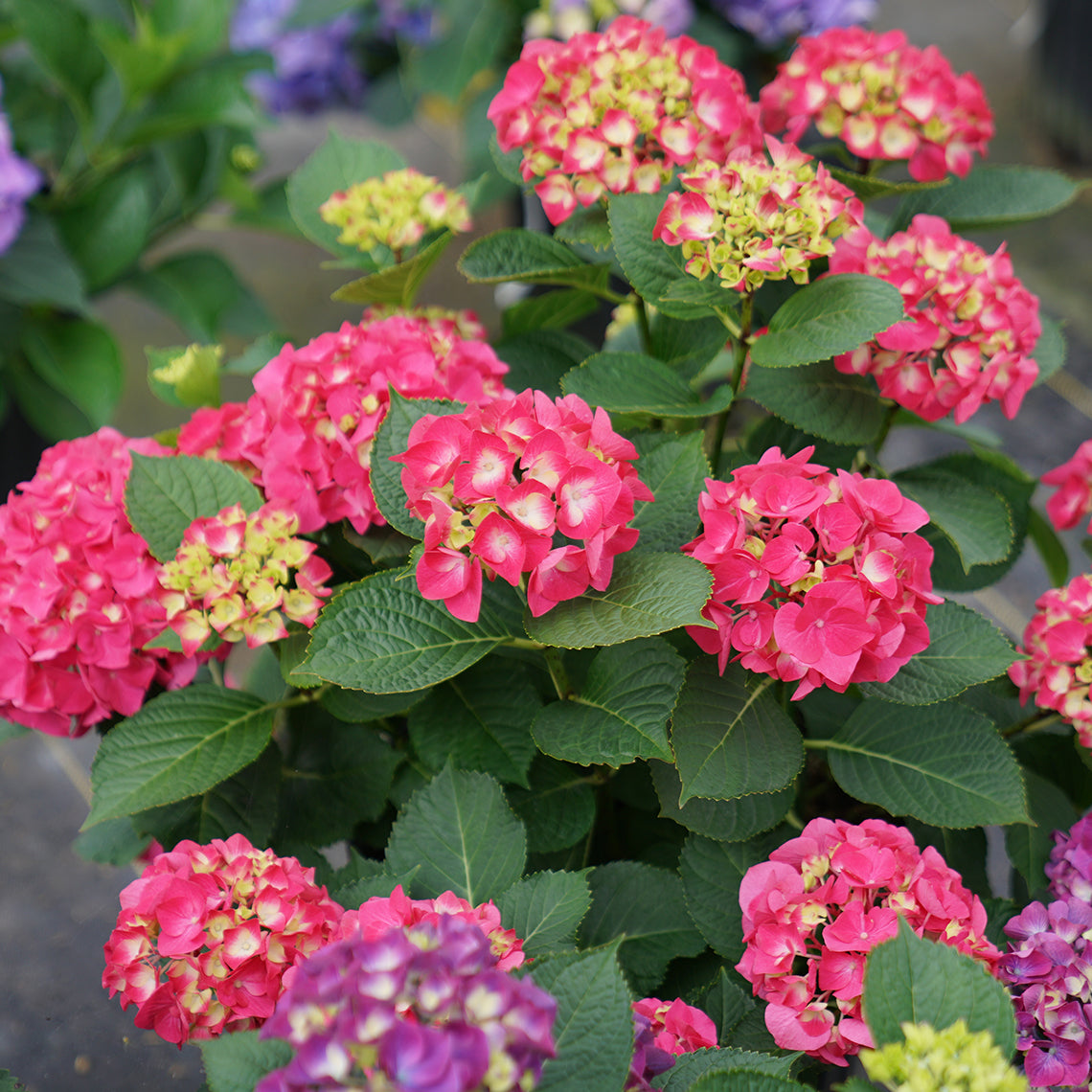 Wee Bit Giddy® Bigleaf Hydrangea