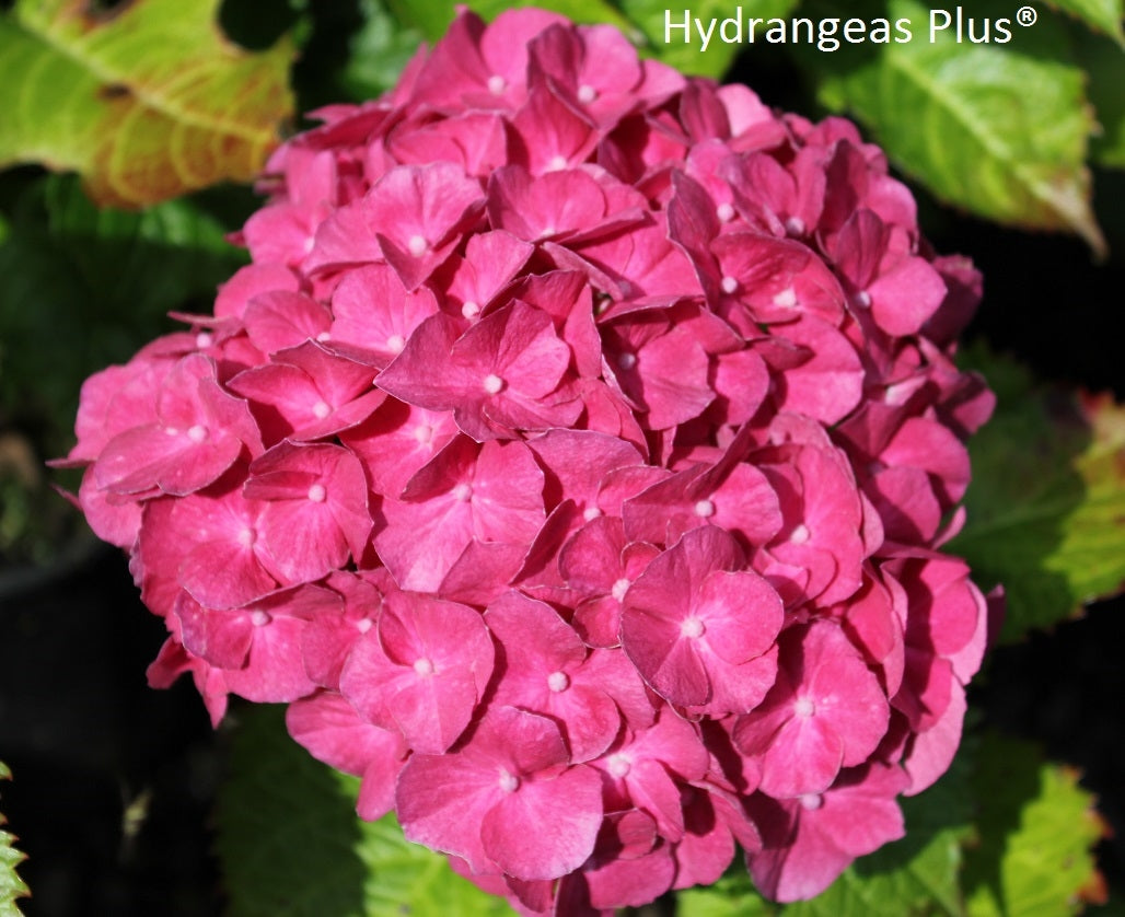 Hydrangea Macrophylla Marissa – Hydrangeas Plus
