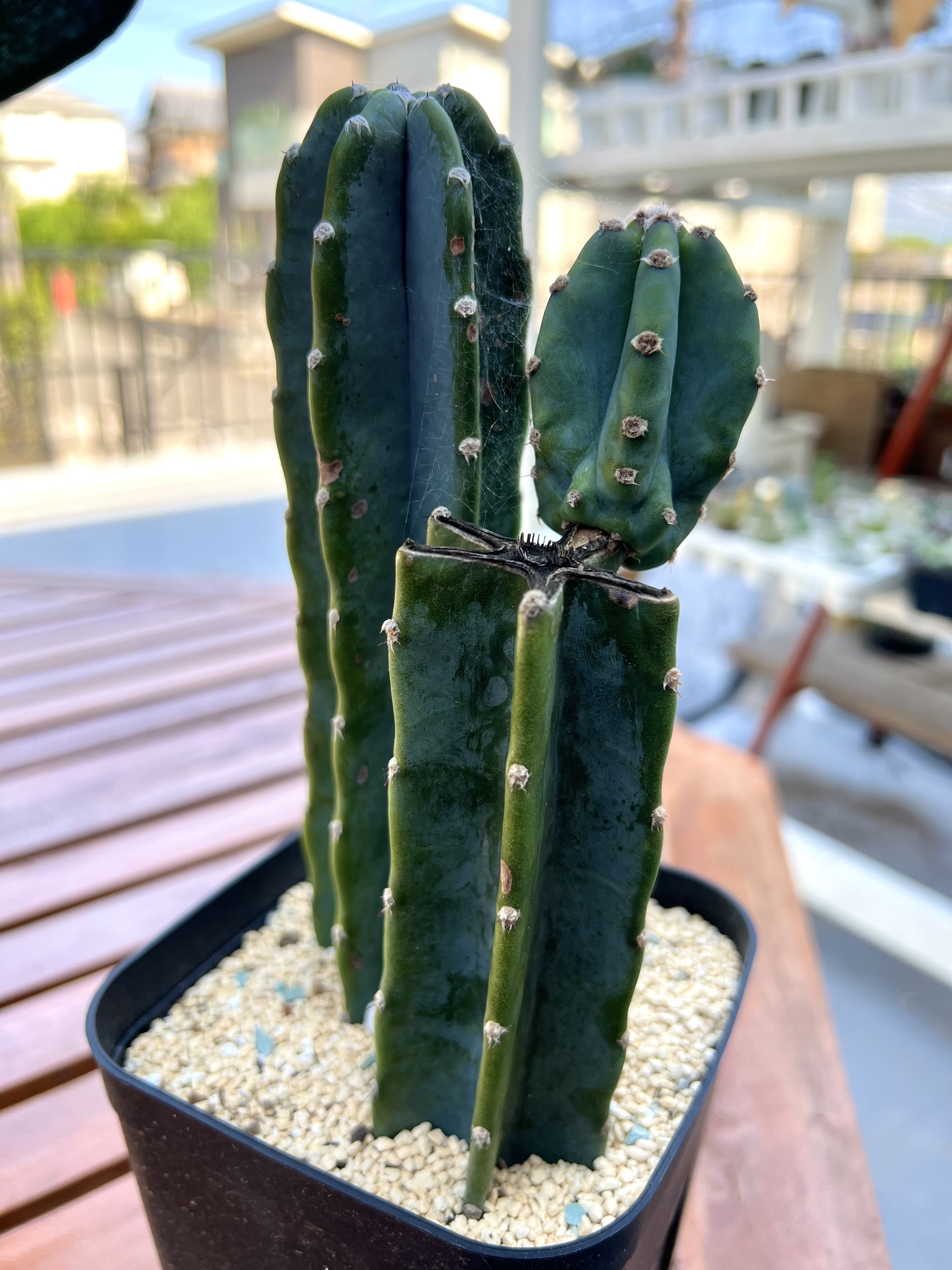 柱サボテン🌵 | CAINZ DIY Square