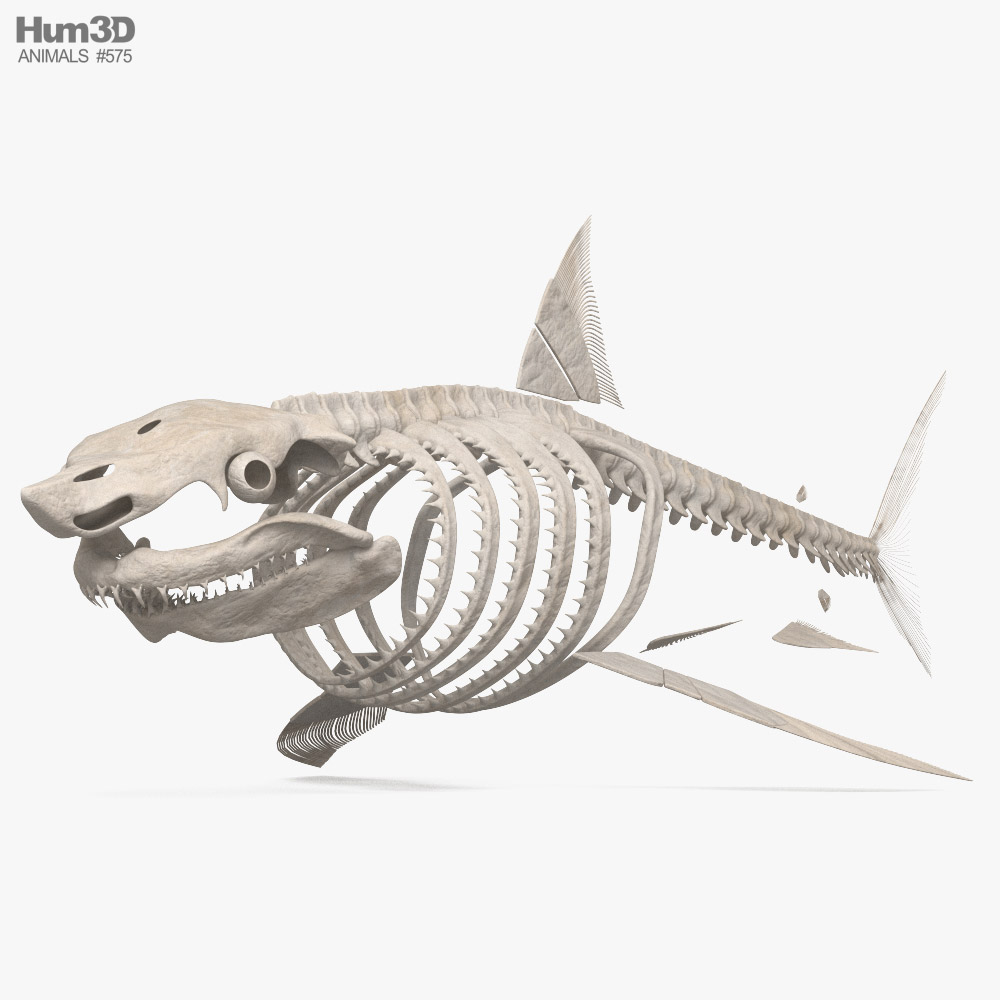 サメの骨格 3Dモデル - ダウンロード 魚 on 3DModels.org