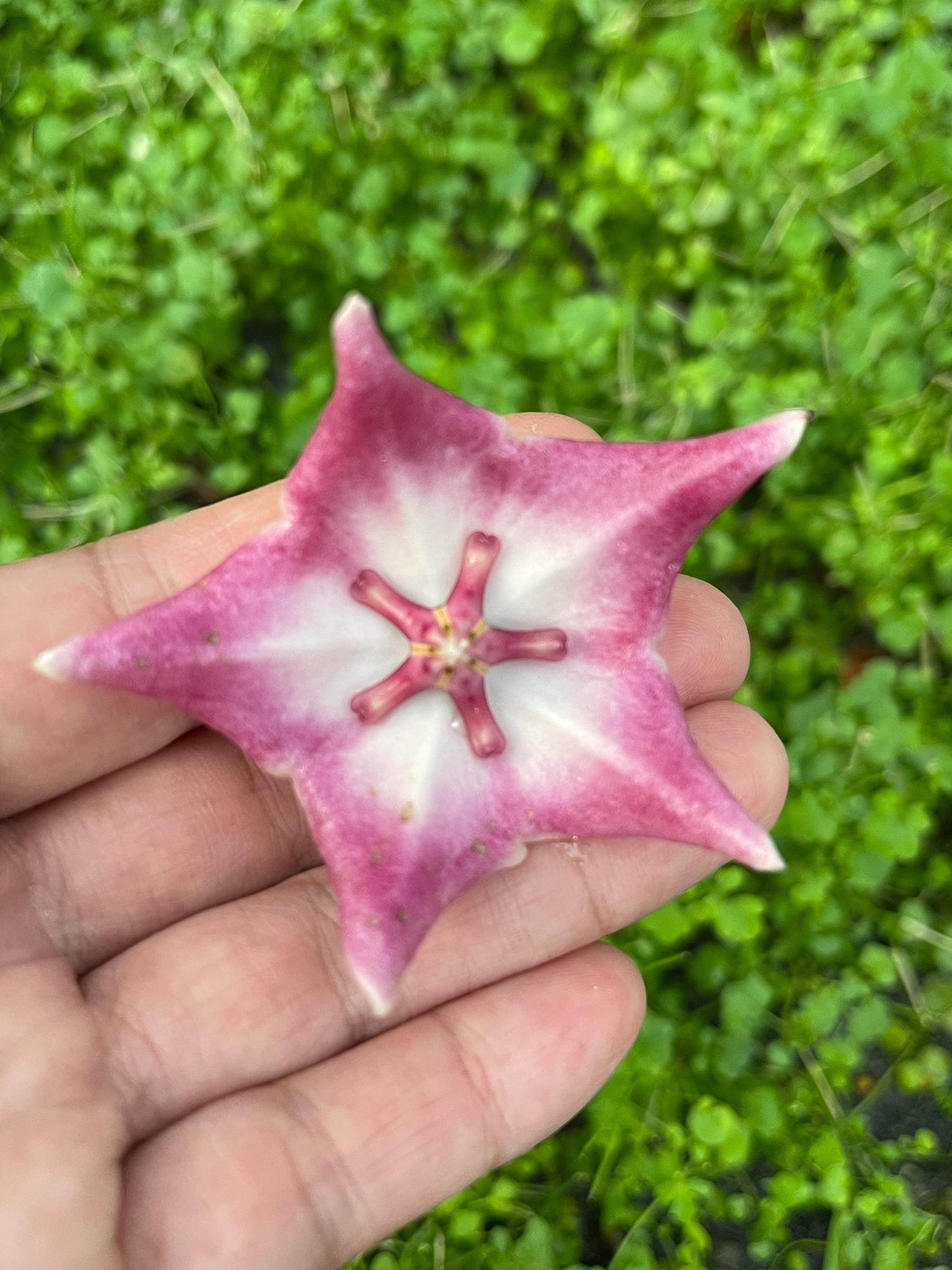 Hoya patella - Etsy 日本