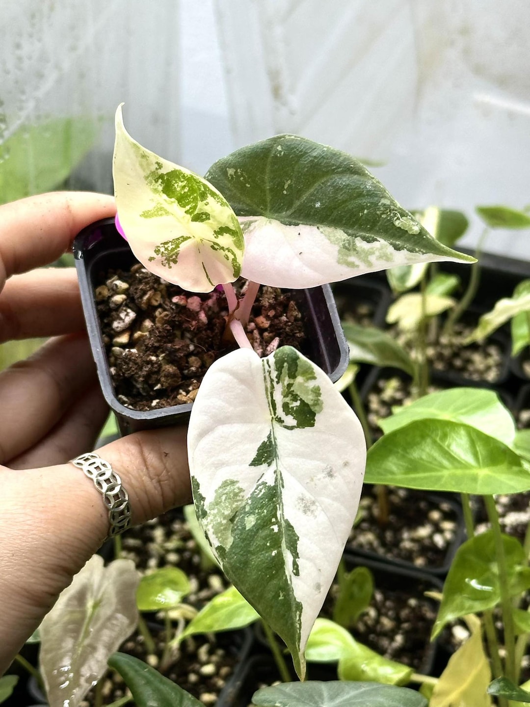 Variegated Alocasia Maharani Albo - Rare Tissue Culture Plant - Etsy