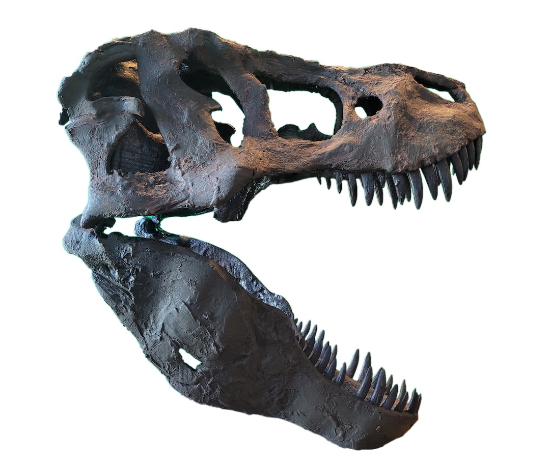 no.244 Tyrannosaurusとフォシル