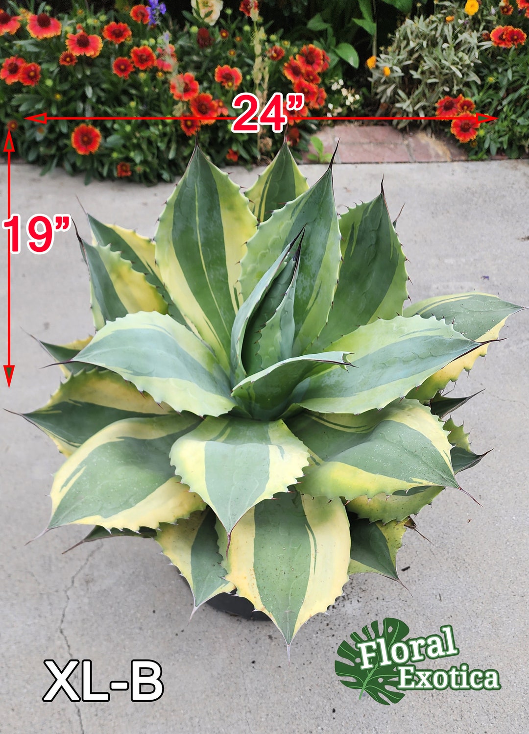 Ovatifolia 