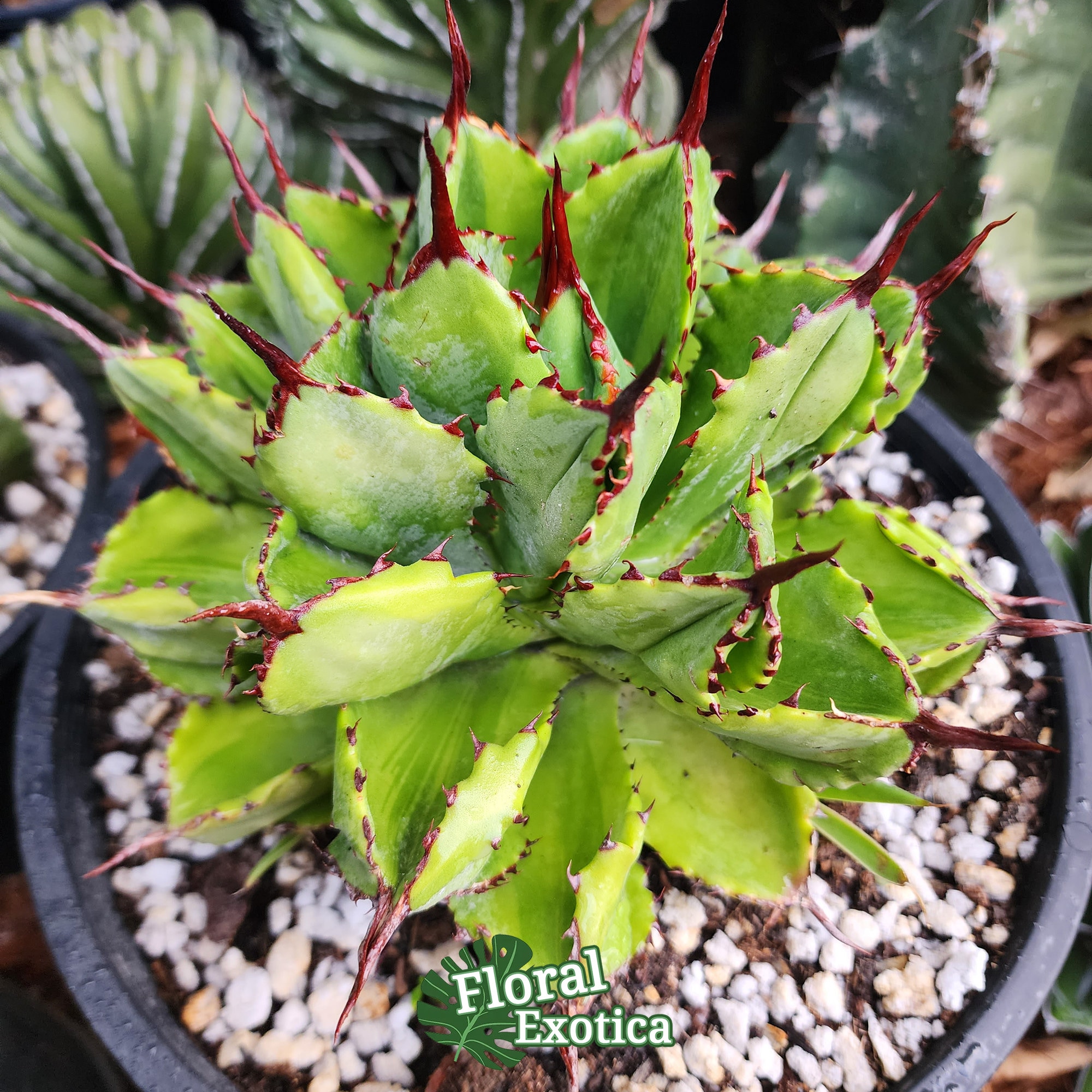 Agave Potatorum Cubic Variegated - アガベ ポタトラム キュービック