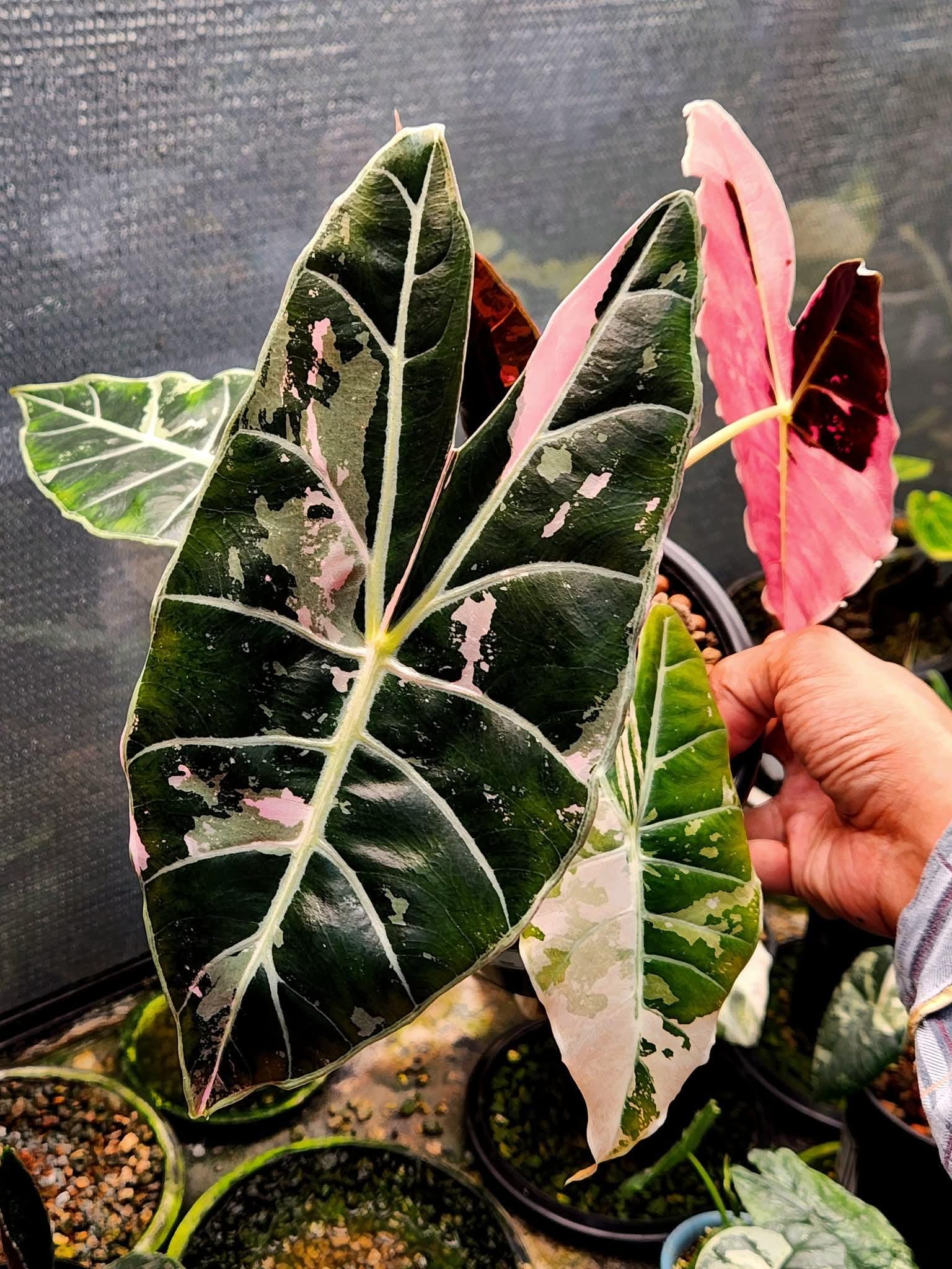 確認用アロカシア ピンク斑入alocasia longiloba miq var 確認用