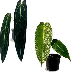 Anthurium Warocqueanum | eBay