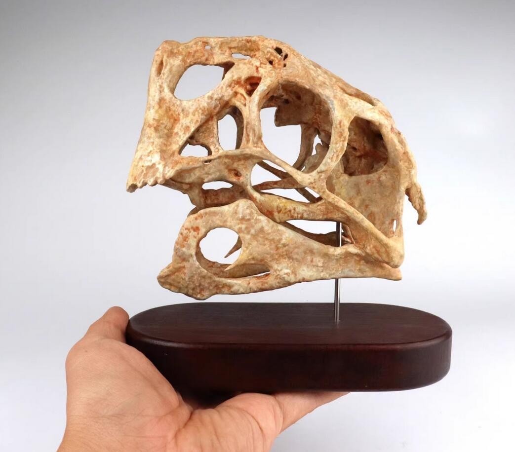 Oviraptor philoceratops Skull Dinosaur Statue Head Model Animal