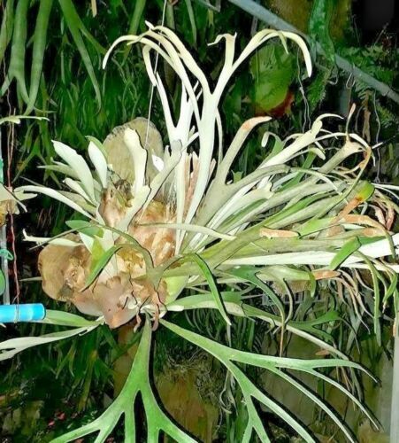 Platycerium Veitchii Auburn River spore | eBay