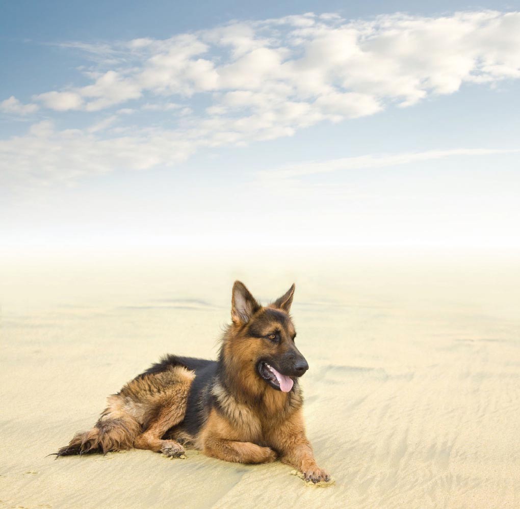 German Shepherd Birthday Card Alsatian GSD Puppy for Dog Dad mum