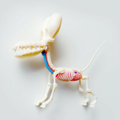 4D Master Jason Freeny Anatomy Transparency Balloon Dog 26PCS Art