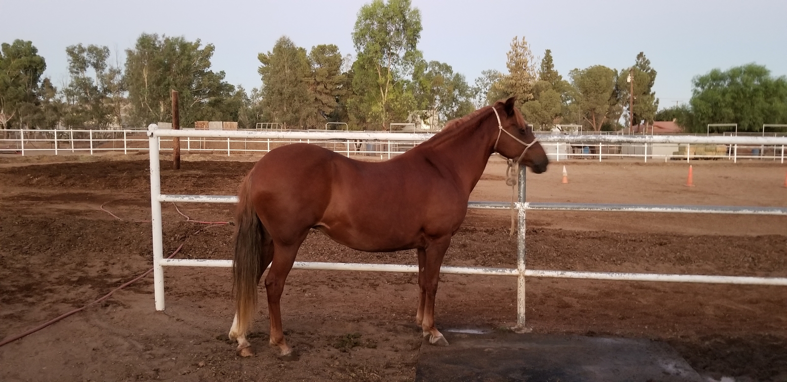 Horse N Around | eBay Stores