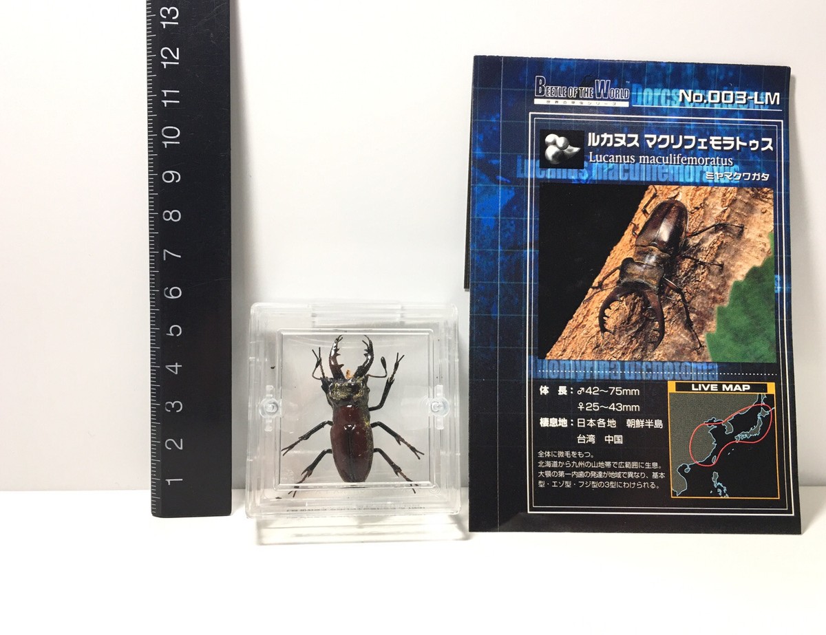 TAKARA Beetle Of The World 1 Miyama Stag Beetle Insect Male Figure