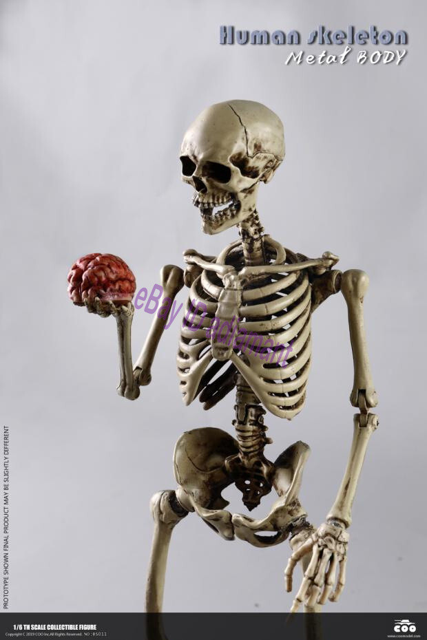 COOMODEL Human Skeleton Metal Body Skull 1/6 Scale Action Figure
