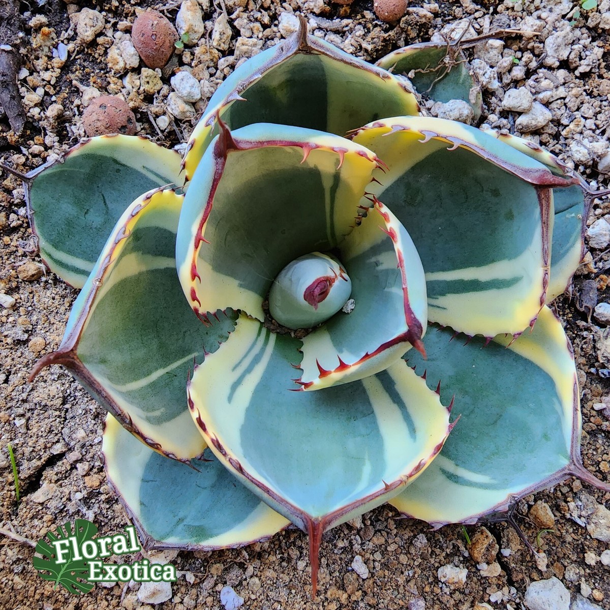 Agave Parryi Truncata 'Orizaba' - アガベ パリー トランカタ