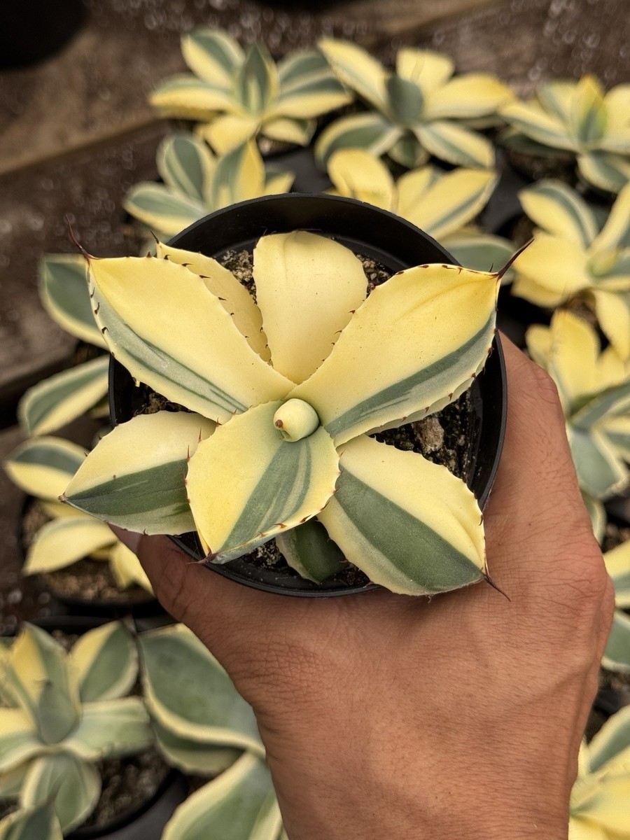 Agave variegated Parryi Truncata Orizaba - High Variegation/ Half