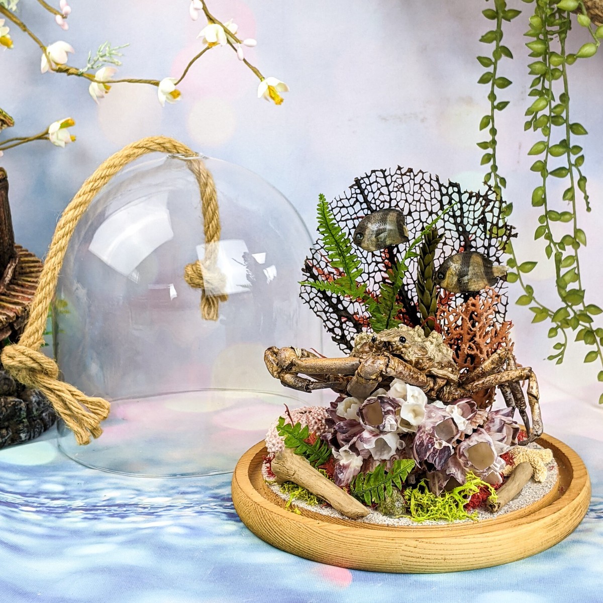 Toad Crab Collectible specimen display Curiosity Cabinet Nautical
