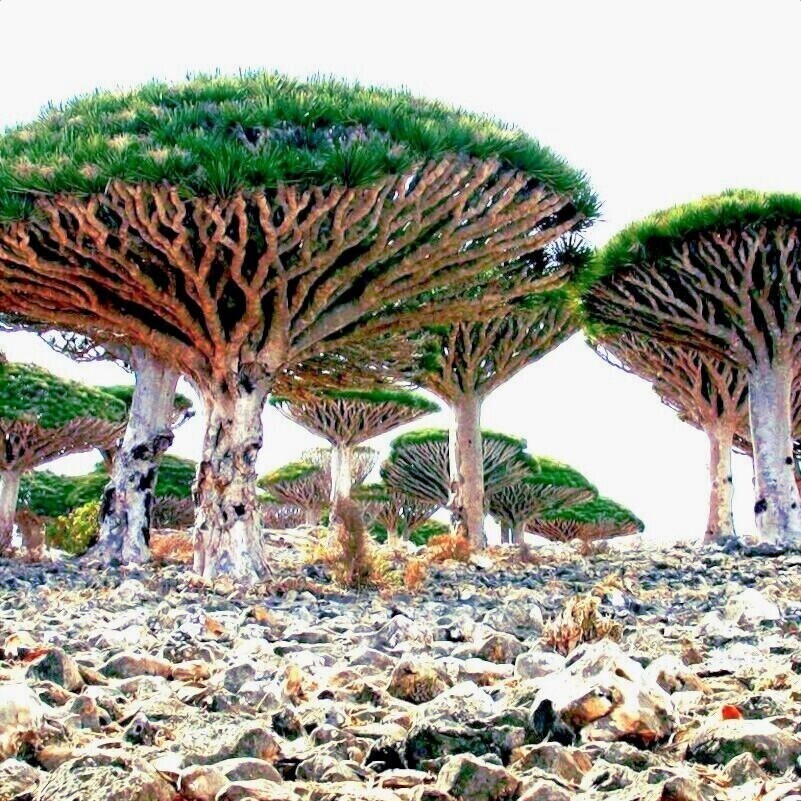 10 Dragon's Blood Tree Seeds (Dracaena draco) Exotic Canary Island