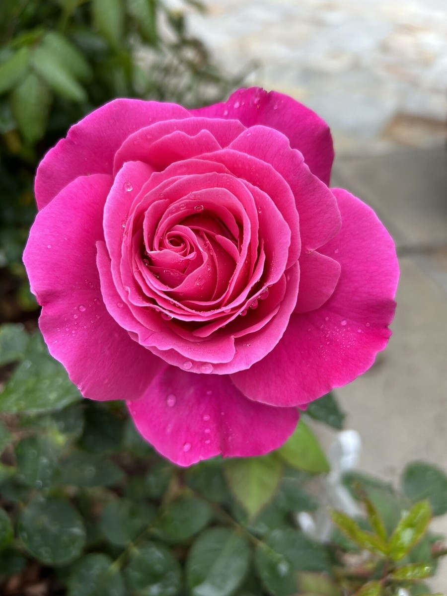 Fragrant-Large-Dark Pink Rose - 10 Seeds 2026 - USA | eBay