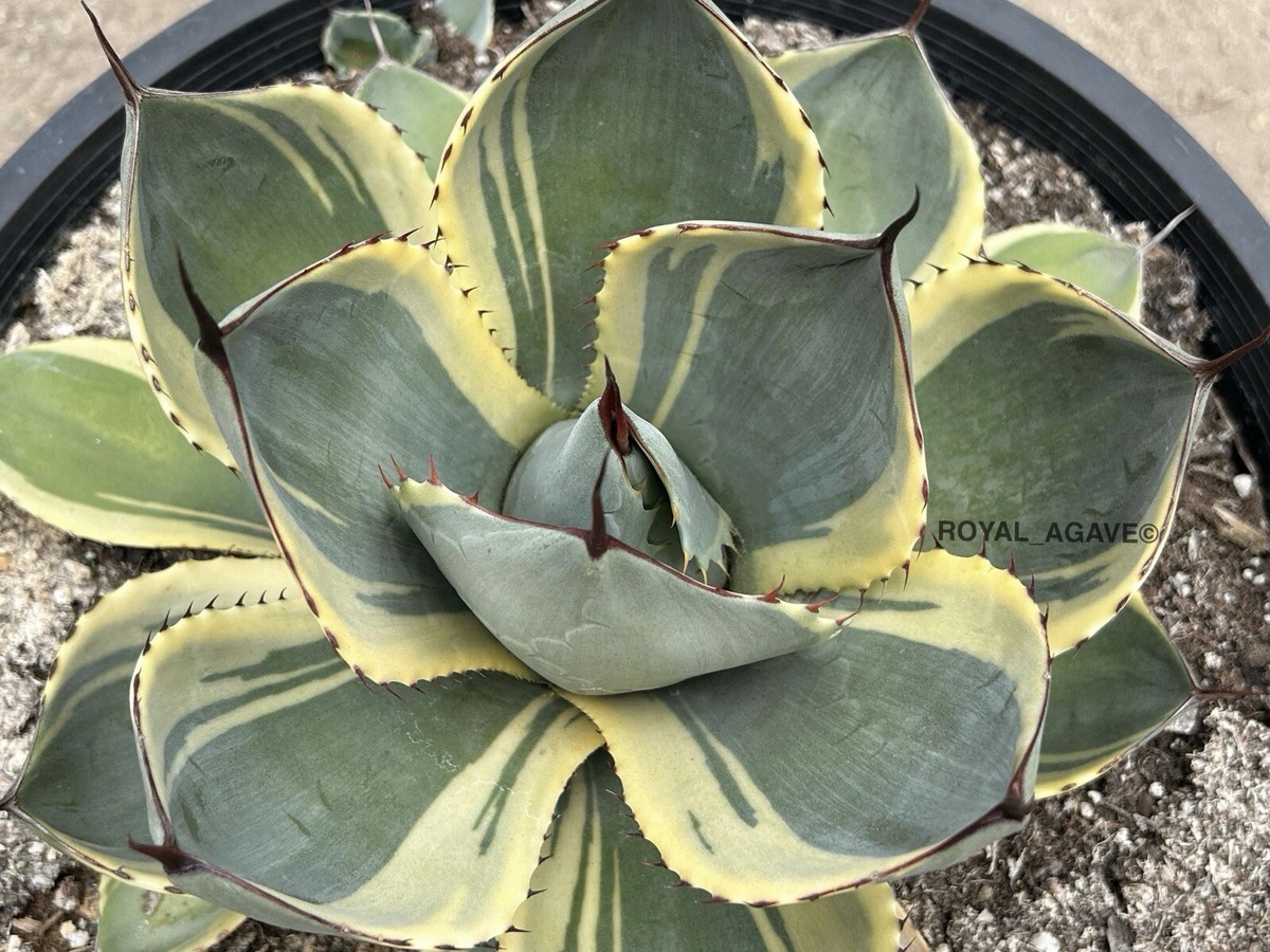 Agave parryi truncata 'Orizaba' Variegated Clone - Larger Size
