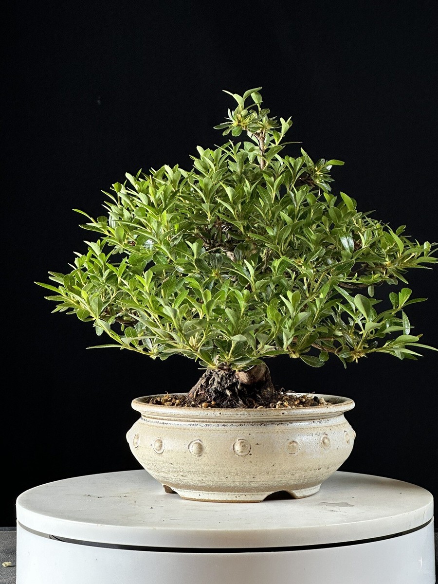 Satsuki Azalea Bonsai Japanese Import var Kotaro | eBay