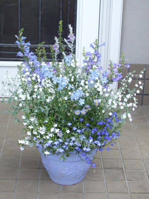 初夏のブルー系の花いっぱい寄せ植え