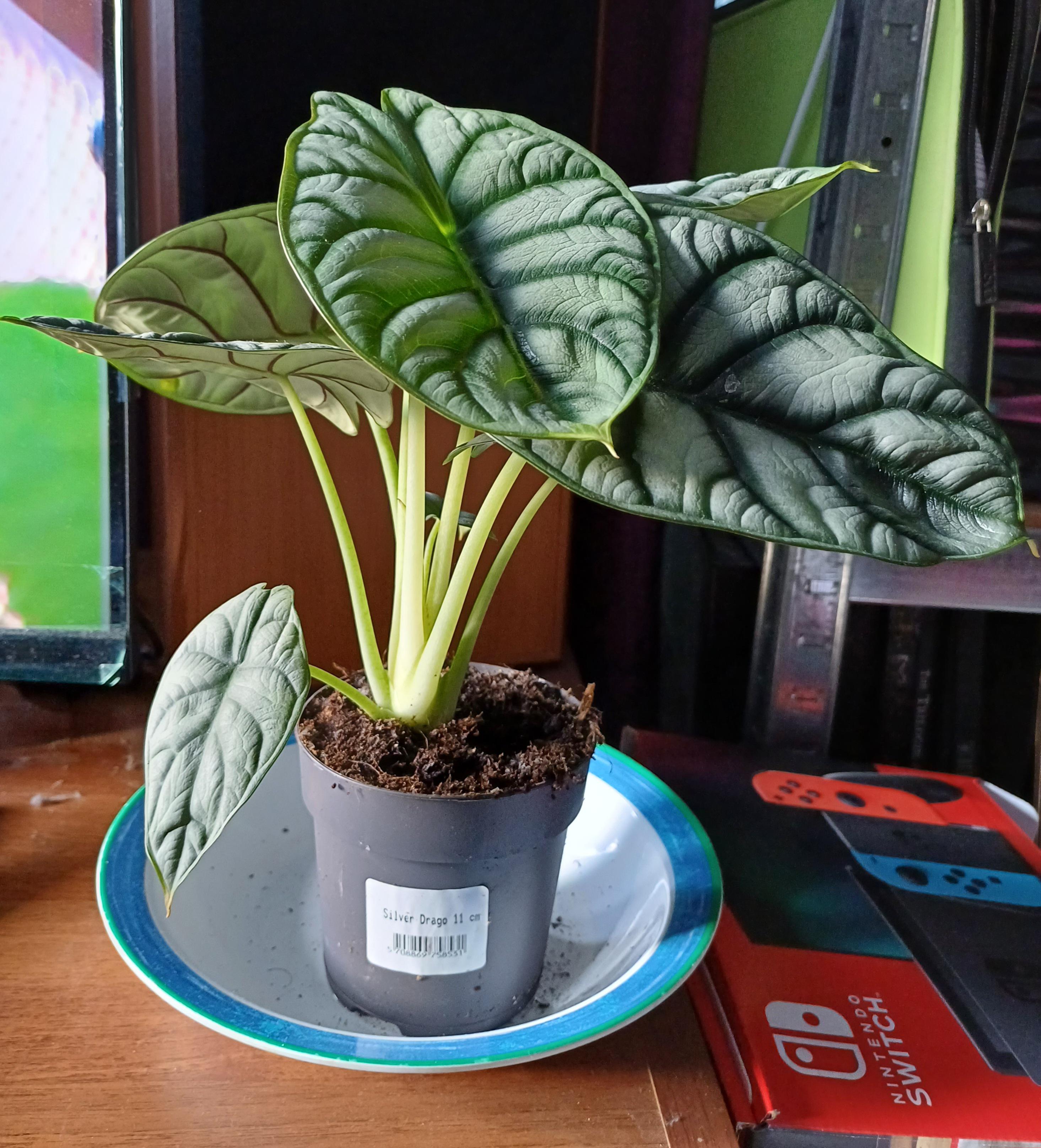 アロカシア シルバー ドラゴンの育て方 : r/houseplants