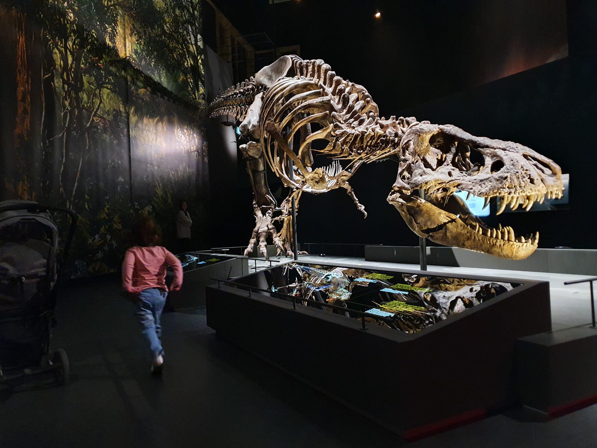 オランダのライデンにある6700万年前のT-Rexの骨格。80%が残っていて
