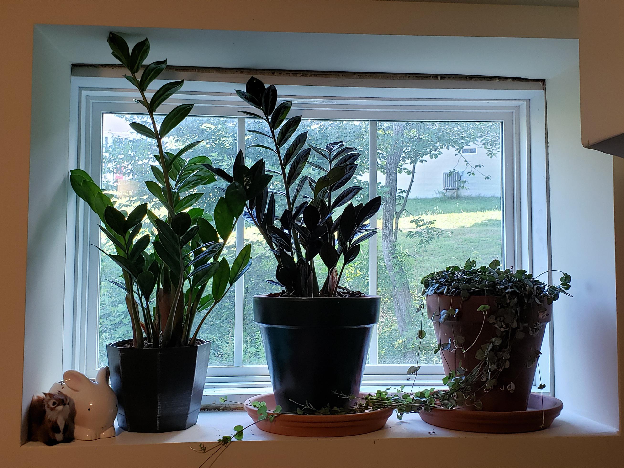 I live in a basement with limited windows. I love this spot for