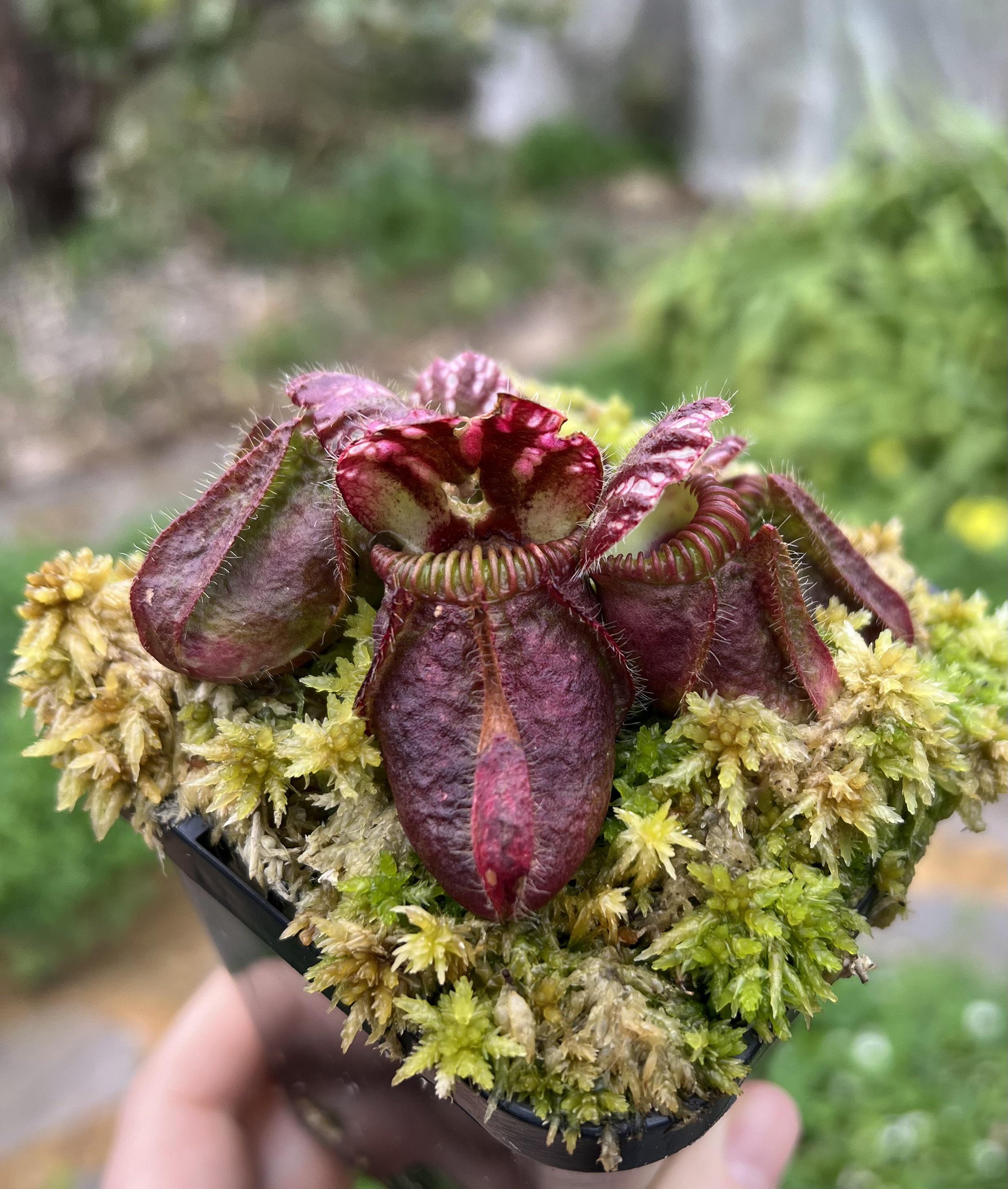 Cephalotus getting some good colour outdoors : r/SavageGarden