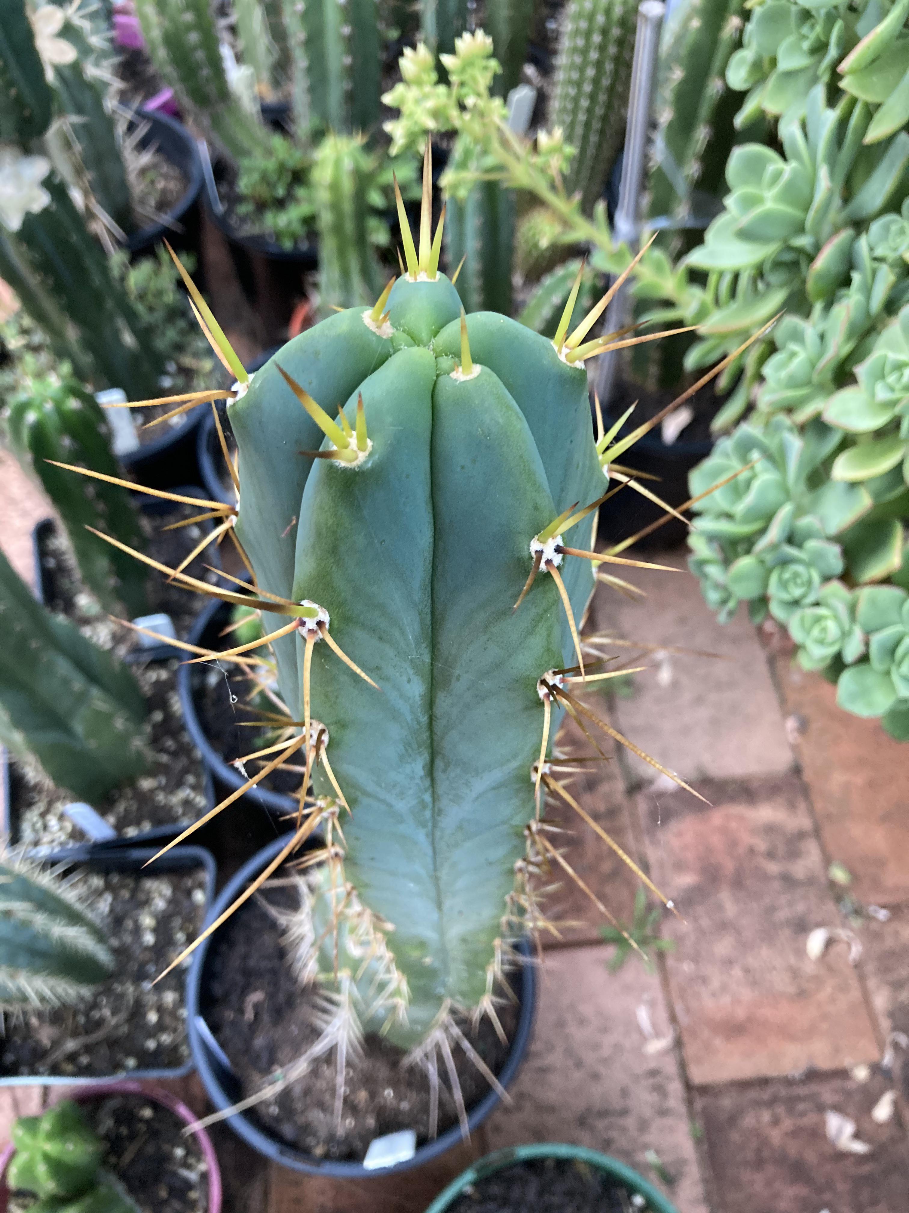 Crazy spine : r/sanpedrocactus