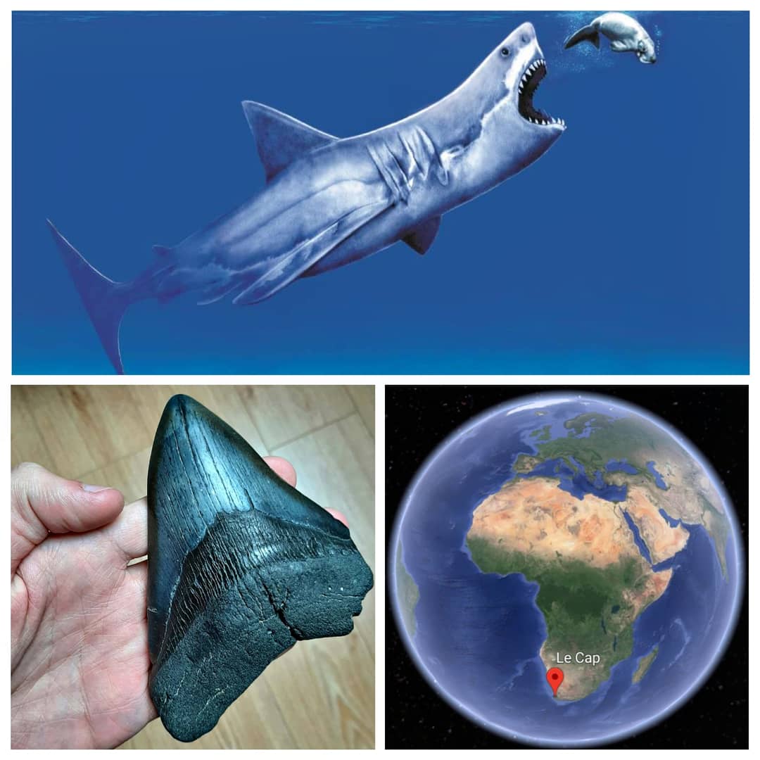 🦈 オトドゥス・メガロドン（メガロドン）の歯、南アフリカのケープ