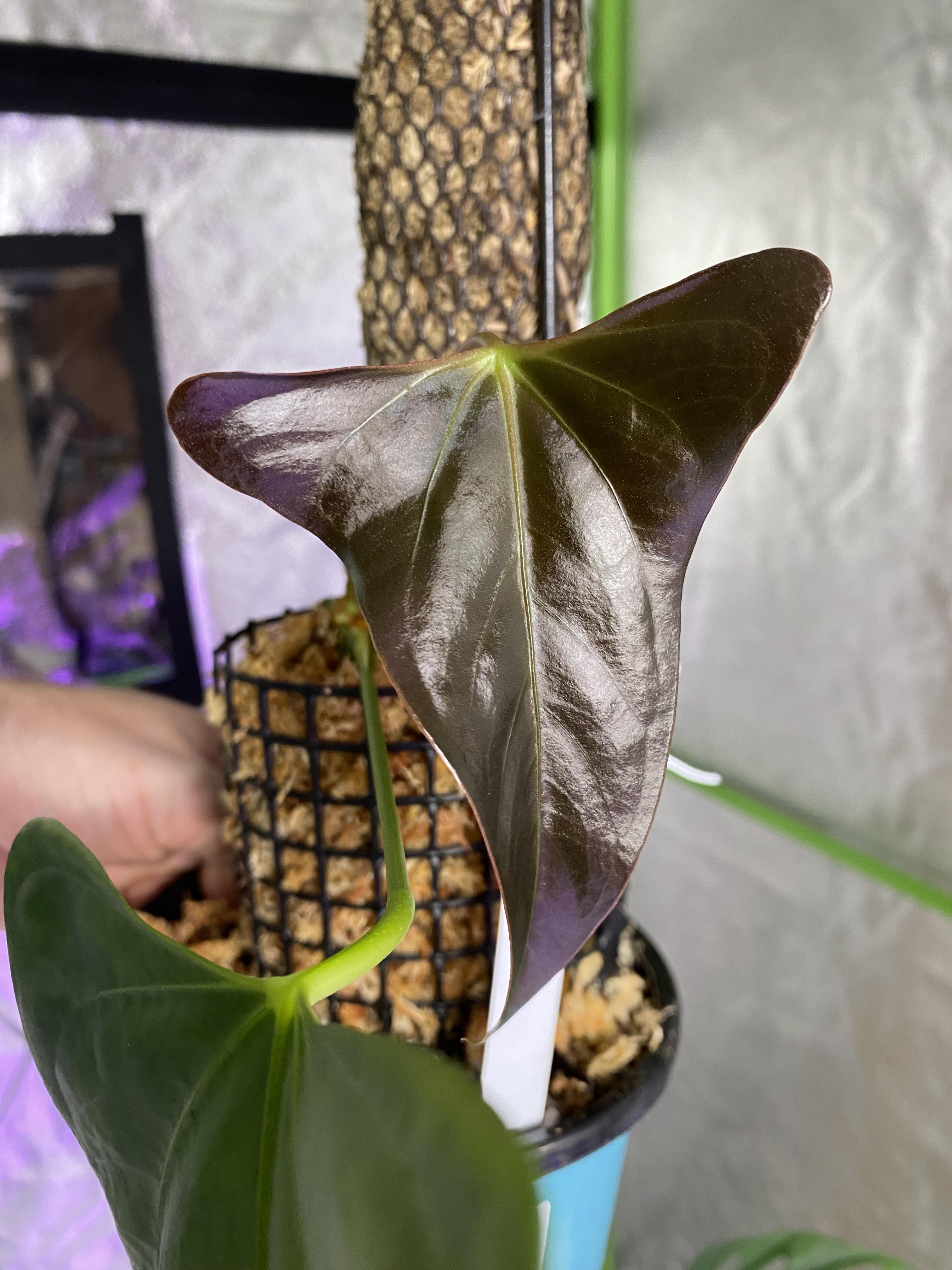 Anthurium subsignatum x papillilaminum : r/Anthurium