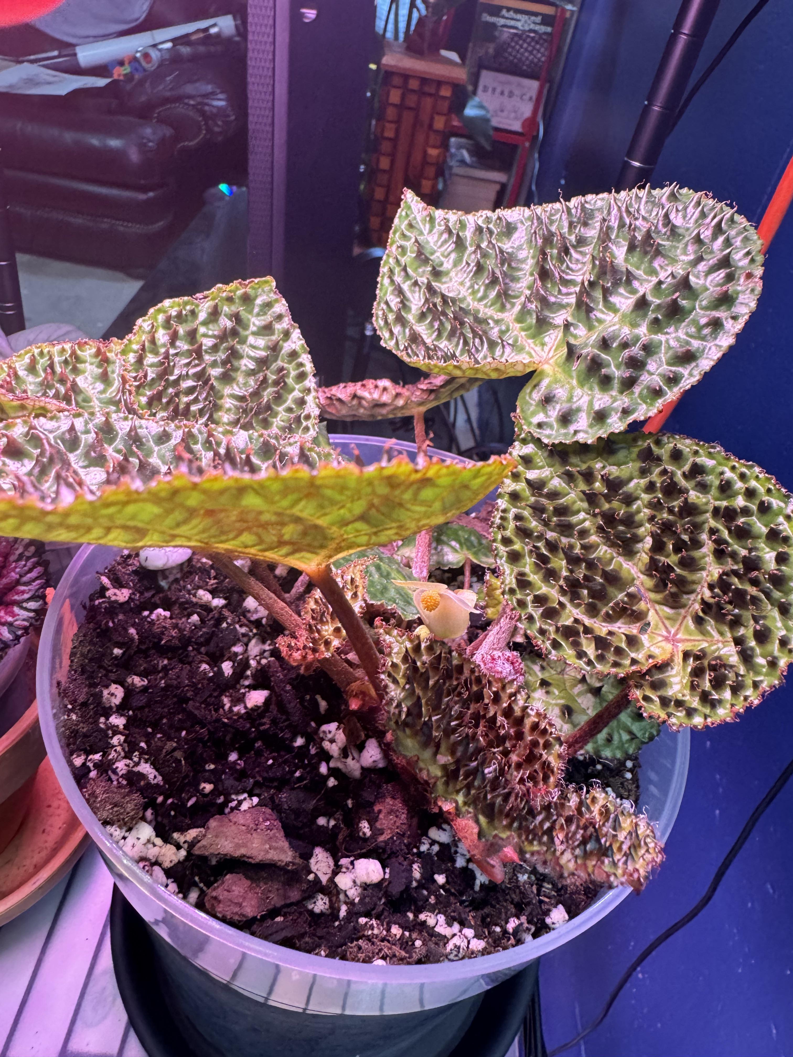 ベゴニア・フェロックス : r/RareHouseplants