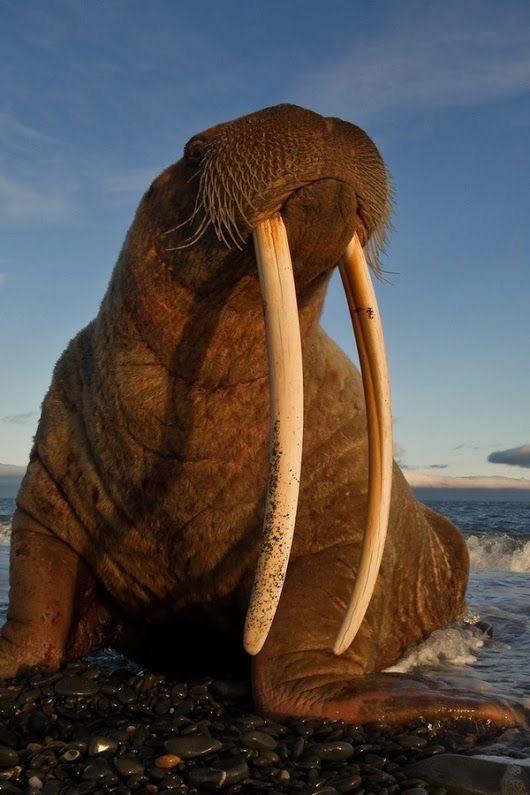 🔥 このセイウチ、デカい牙持ってる 🔥 : r/NatureIsFuckingLit