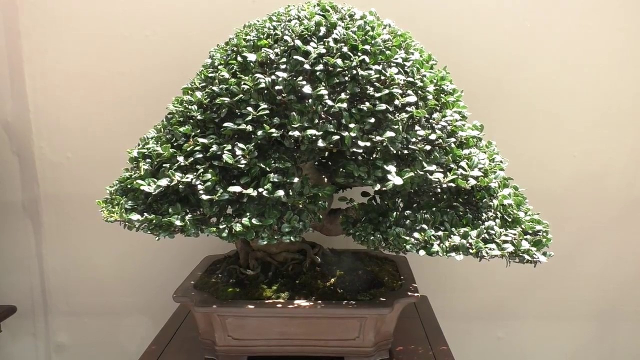 Eurya emarginata Bonsai ハマヒサカキ 盆栽：The 8th World Bonsai