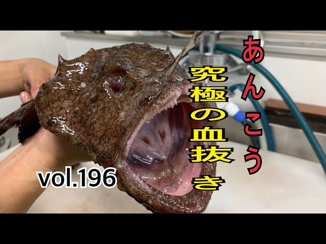 あんこう究極の血抜き編 vol.196 - YouTube