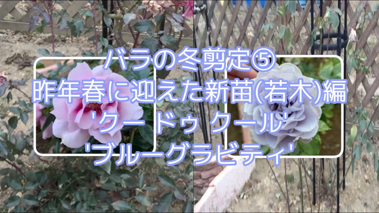 バラの冬剪定⑤植え付け1年目の新苗(若木)編 'クードゥクール'と