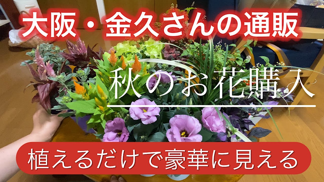 Purchase Autumn Flowers] Flowers from Kanehisa, Osaka - Just plant