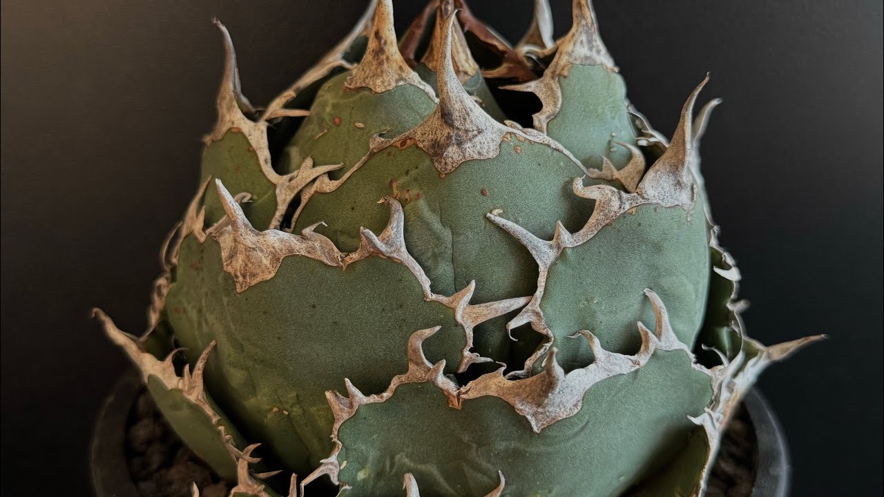 アガベ・チタノタ白鯨（ボールタイプ）大-088｜agave titanota white wh