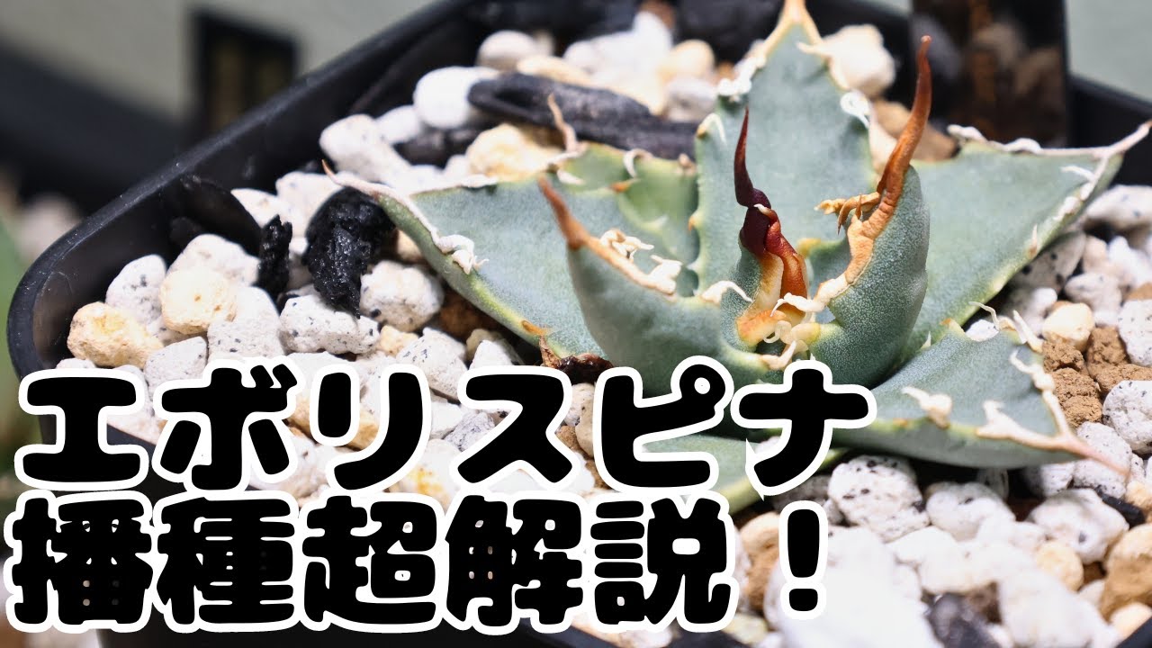 アガベ】エボリスピナ播種のやり方超解説！【駄弁り播種】 - YouTube