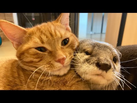 otter looking for a missing cat - YouTube