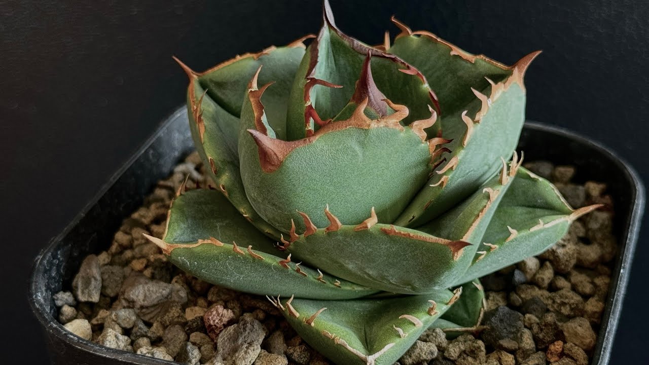 アガベ・チタノタ（ノーネーム）004｜agave titanota No Name | Plu