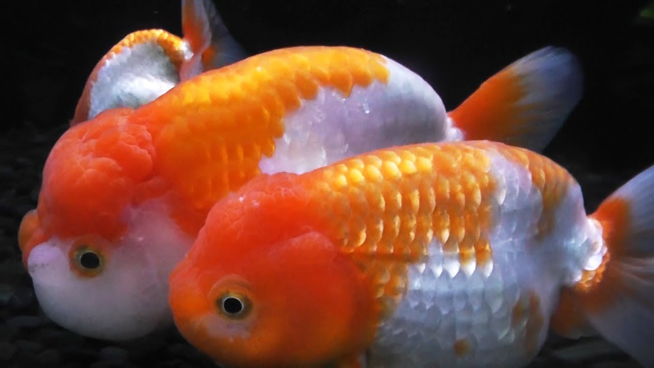 チャーム】金魚 らんちゅう Ranchu Goldfish きんぎょ Carassius