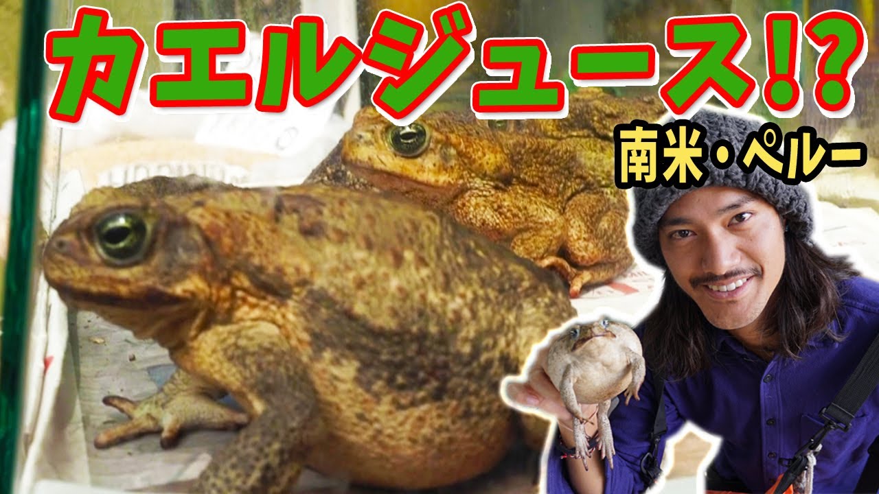 衝撃】まるごとカエルジュース！？ - YouTube
