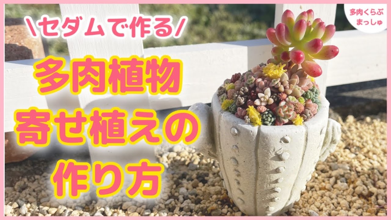 多肉植物】セダムで作る❣️可愛い寄せ植えの作り方【ちまちま寄せ