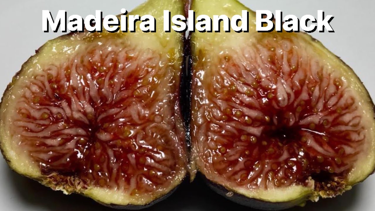 Madeira Island Black(MIB)の特徴・味・耐寒性・栽培 | 世界のイチジク